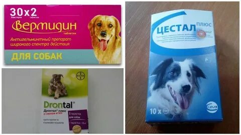Можно ли собакам таблетки от аллергии