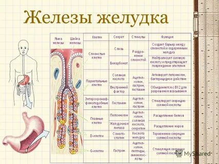 Функция желез желудка