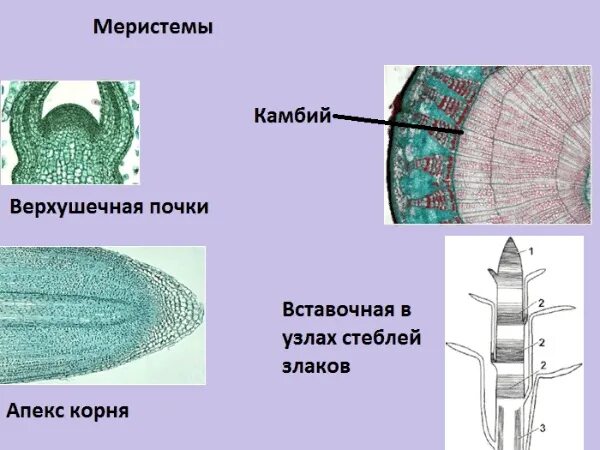 Образовательная ткань растений меристема. Образовательная ткань верхушечная камбий. Образовательная ткань растений камбий. Апикальная меристема стебля. Меристема рост в длину