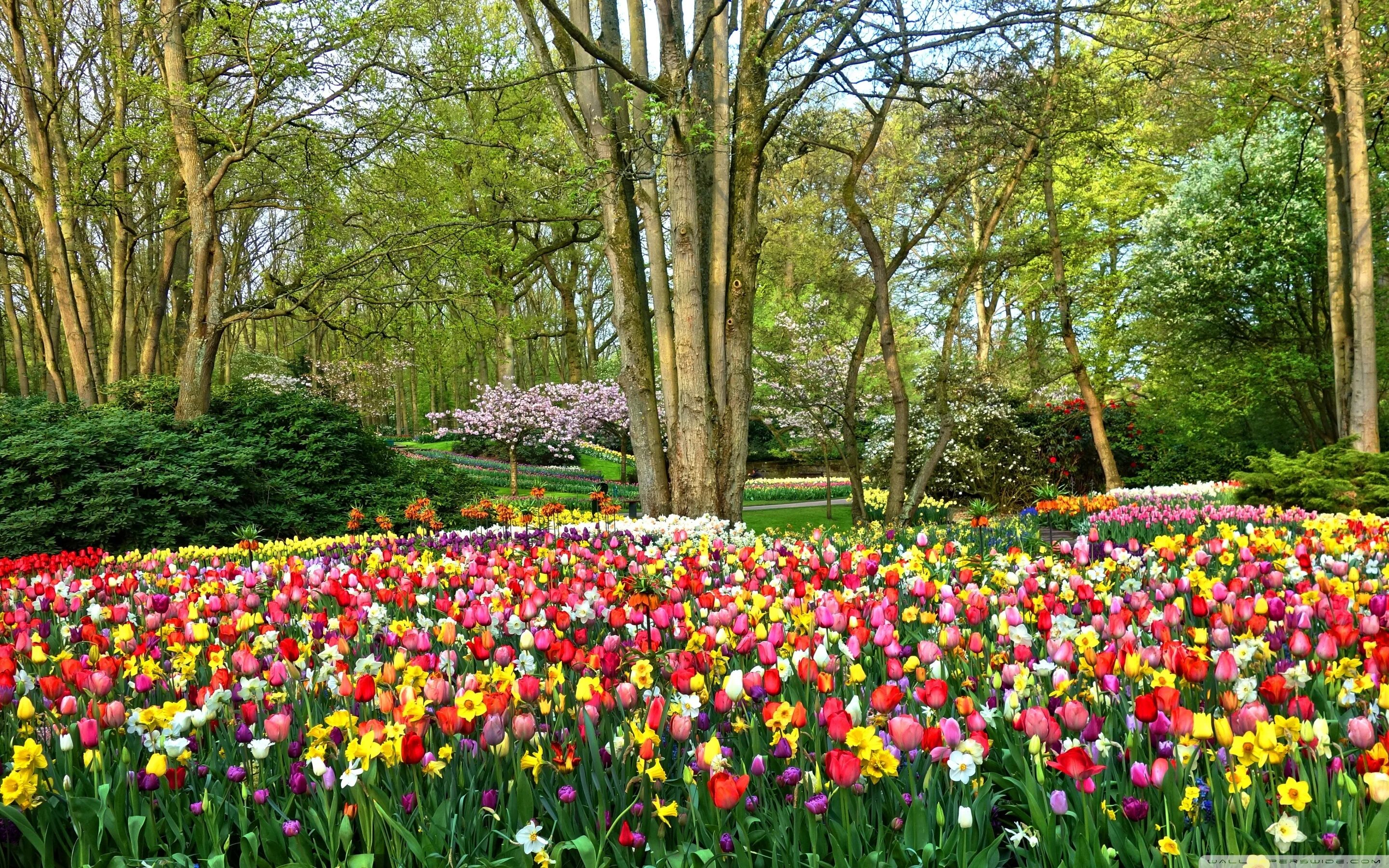 Цветение тюльпанов в кисловодске. Кекенхоф парк гиацинт. Городс тюльпанами. Фестиваль тюльпанов в белгороде 2022. Тюльпаны разноцветные.