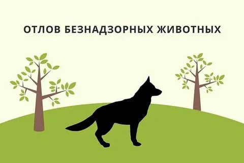 Отлов и содержание безнадзорных животных