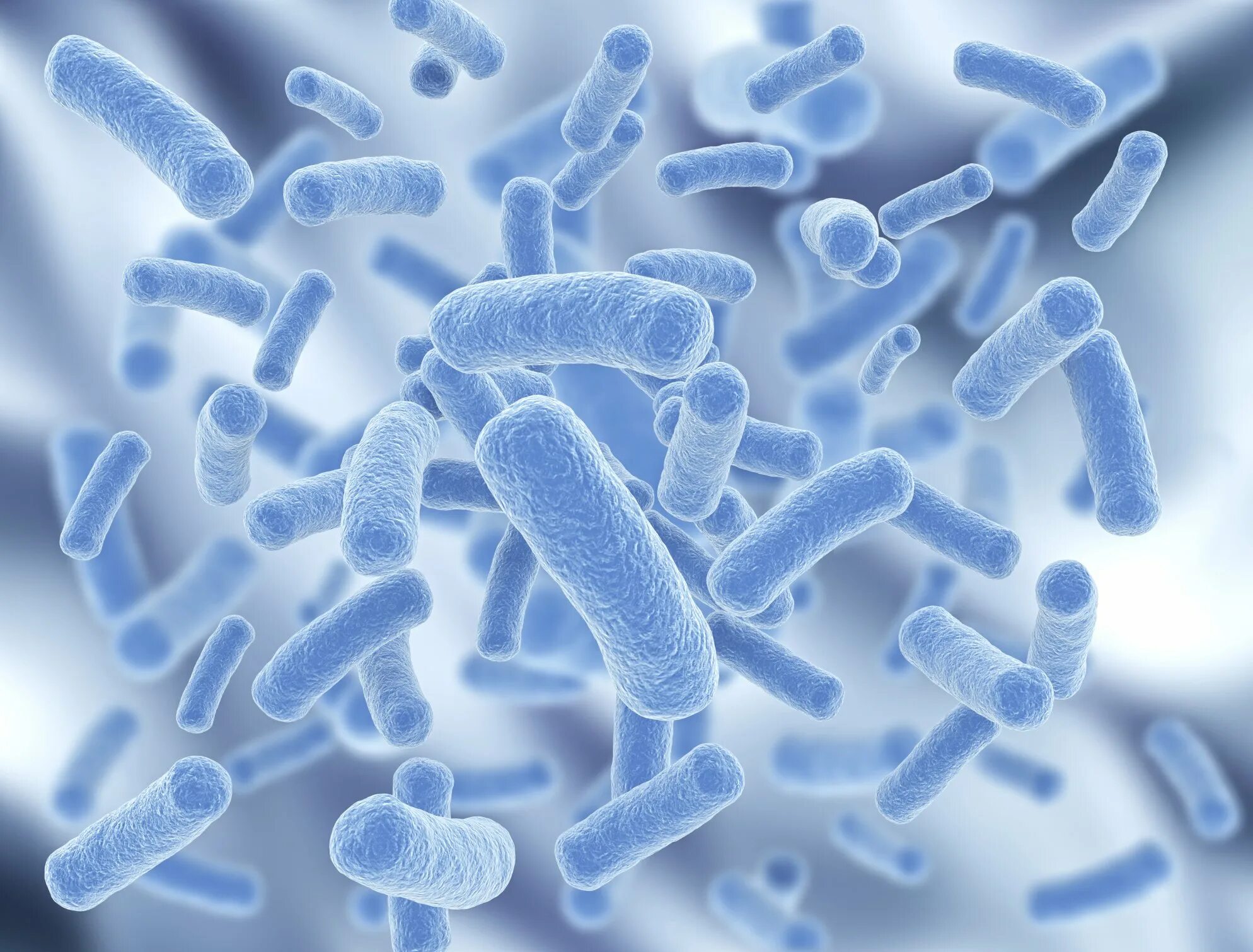 Микрофлора бактерии. Лактобактерии бациллы. пробиотики bacillus subtilis. бациллы бактерии микробиология. легионелла микробиология.