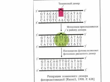 Темновая репарация днк