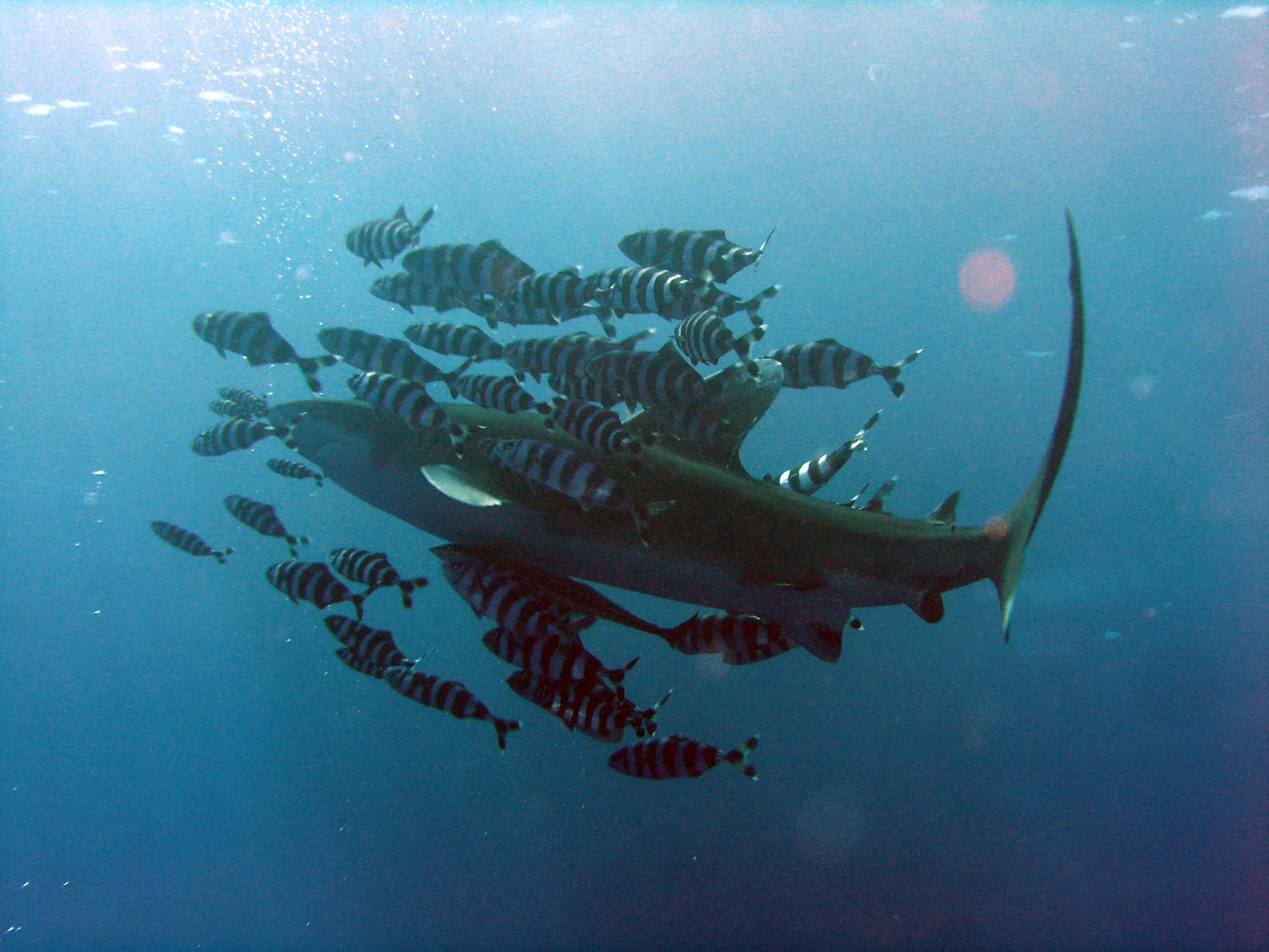 Комменсализм акула и рыба лоцман. Рыбы чистильщики акул. Комменсализм рыба лоцман и. Акула лоцман. Комменсализм акула и рыба лоцман.