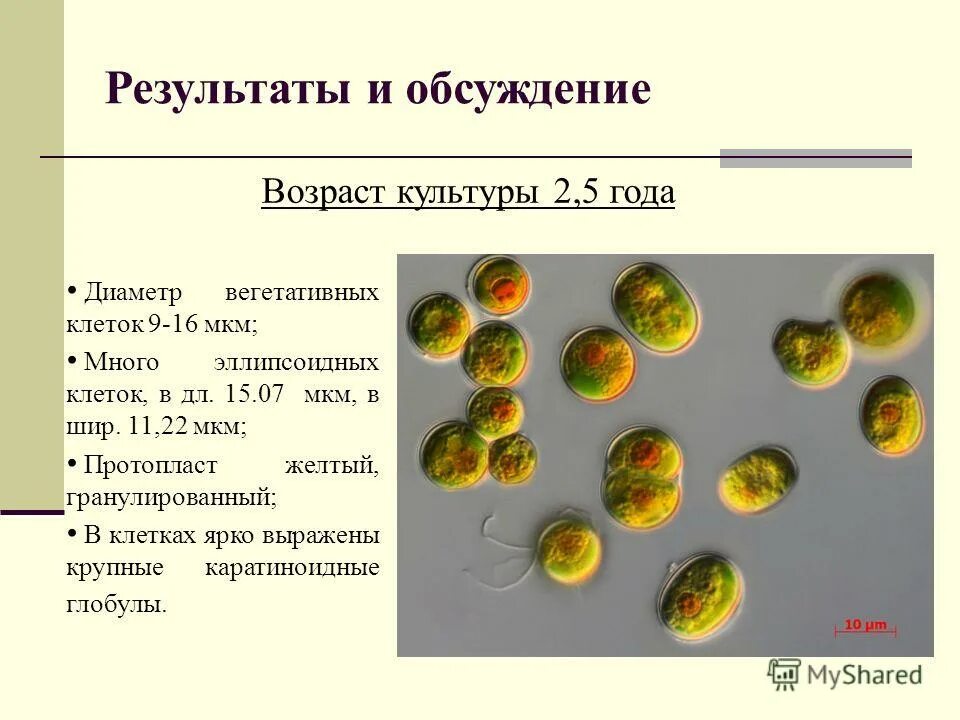 Вегетативная клетка пыльцы гороха