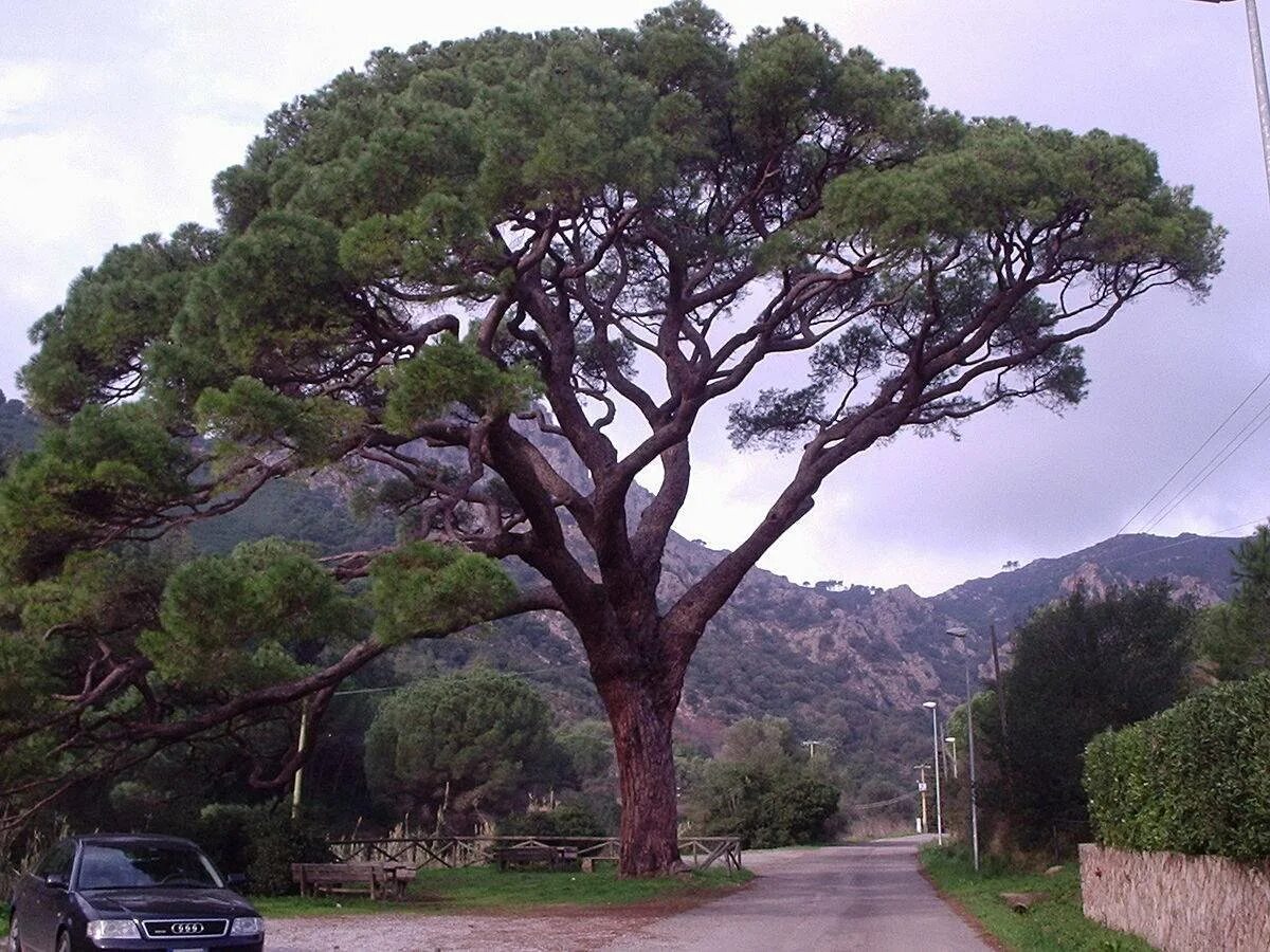 Пиния это. Сосна итальянская Пиния. Сосна итальянская Pinus pinea. Средиземноморская сосна Пиния. Итальянский кедр Пиния.