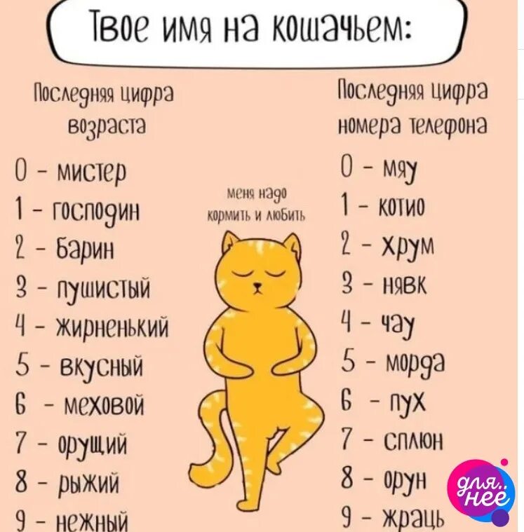 Простейшую ваше имя. Кошачьи клички. Имена для кошек и котов. Кличка для котенка девочки. Твоё кошачье имя.