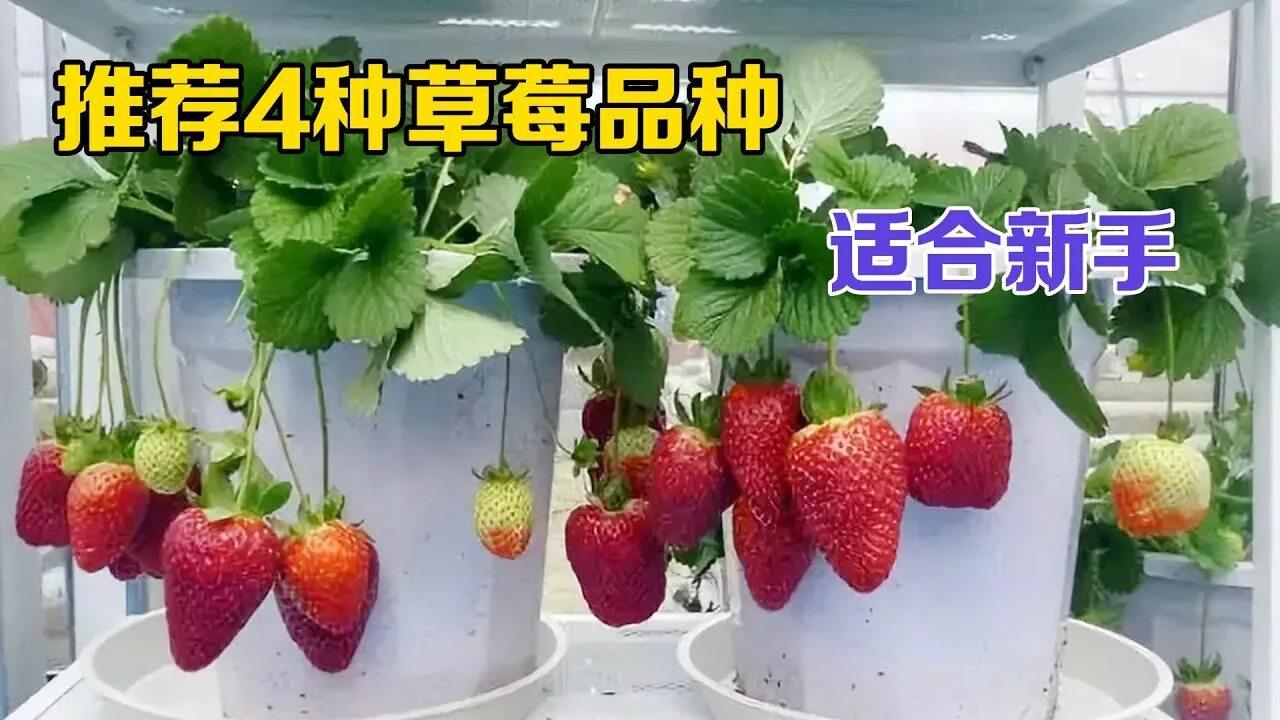 Земляника ампельная лоран. Как посадить клубнику дома. Земляника ремонтантная в горшке. Ремонтантная клубника грядки. Земляника ампельная f1 тоскана.