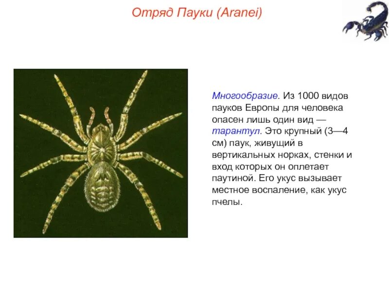 Паук на латыни