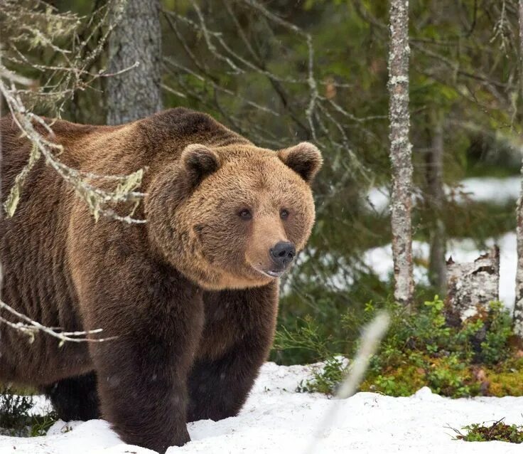 Европейский бурый медведь. Гризли grizzly, гризли, медведь. Бурый медведь. Европейский бурый медведь. Русский медведь.