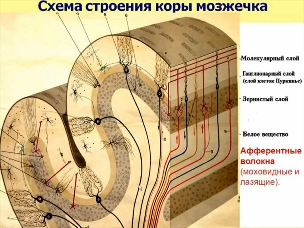 Нервная система гистология. Строение коры мозжечка гистология. молекулярный слой коры мозжечка. схема строения коры.