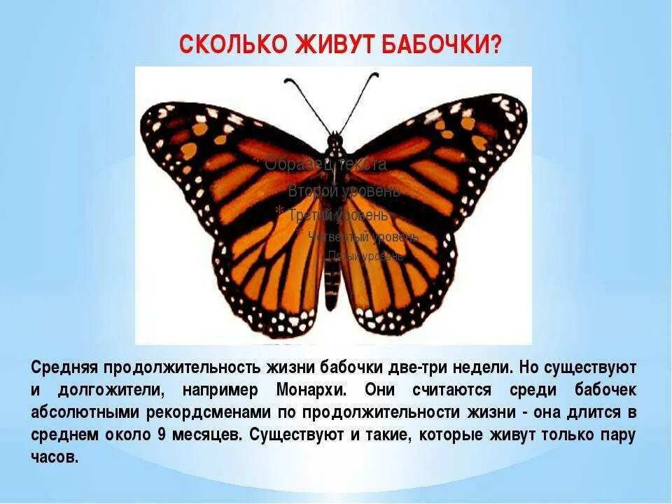 Разнообразие бабочек. Продолжительность жизни бабочки. Сколько живут бабочки. Рассказать о бабочке. В чем сходство и различие бабочек