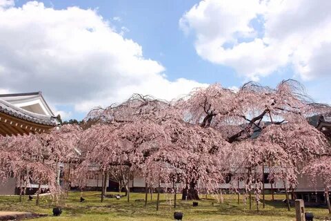 Japan web