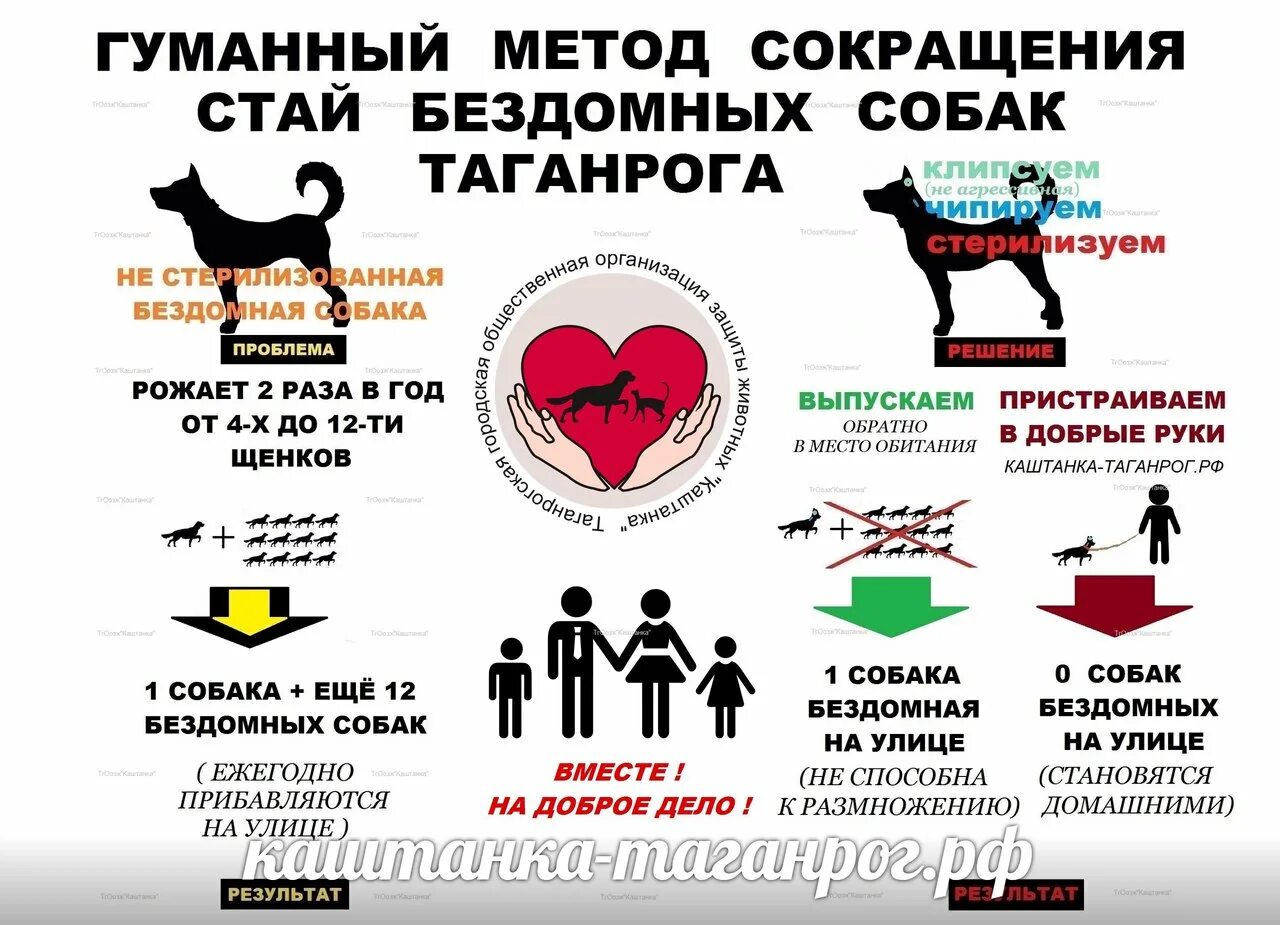 Стерилизация бездомных собак. Методы сокращения численности бездомных животных. Инфографика бездомных животных в России. Стерилизация кошек плакат.