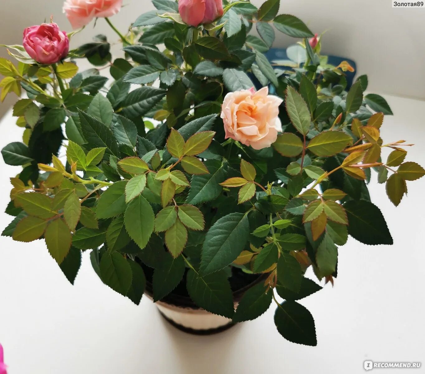 Уход за домашней розой кордана. Уход за домашней розой кордана. Уход за домашней розой кордана. Уход за домашней розой кордана. Уход за домашней розой кордана.