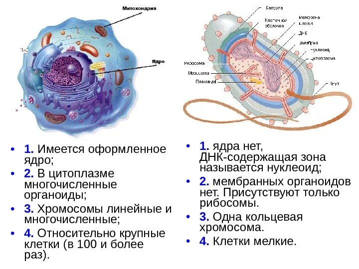 В клетках нет оформленного ядра. Элементы эукариотической клетки. Строение ядра клетки растения. Цитоплазма эукариотической клетки. В клетке есть ядро.