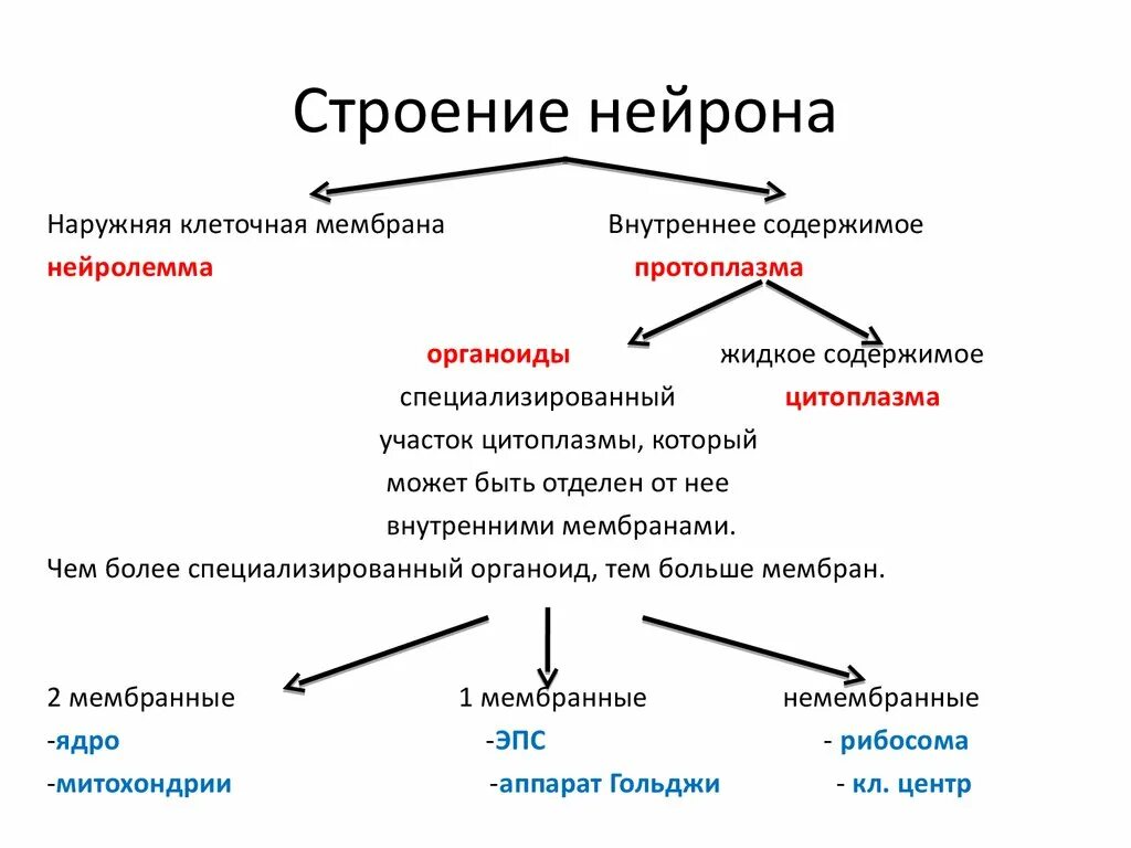 К функциям нейронов относят