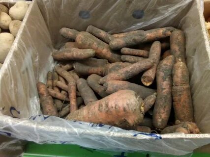 Почему гниет морковь в погребе
