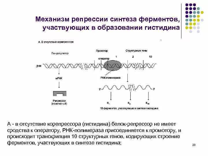 Ферменты участвующие в синтезе белка. Индукция синтеза ферментов схема. Структура аллостерических ферментов. Схема регуляции активности аллостерического фермента. Механизм регуляции синтеза белка.