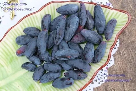 Жимолость сибирячка