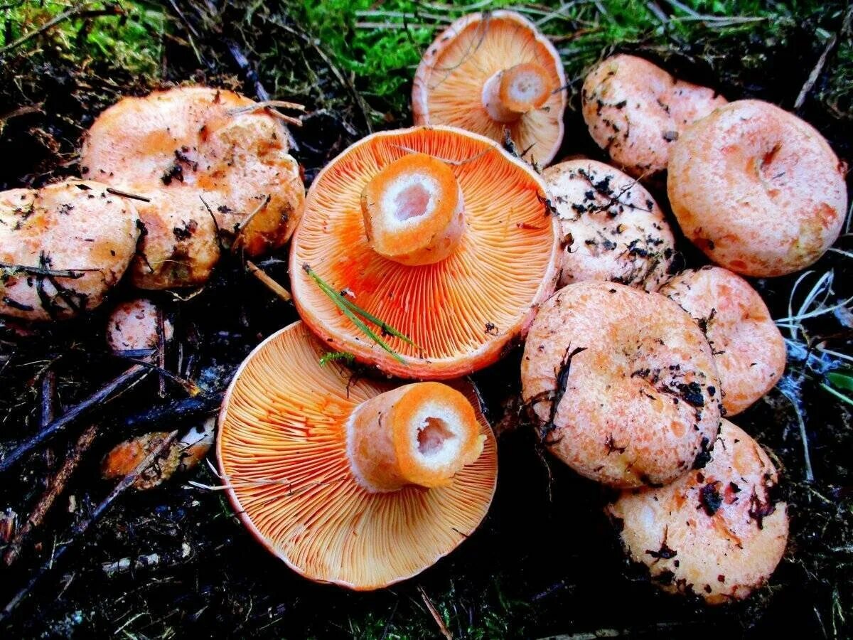 Покажи рыжика. Рыжик Сосновый/Боровой (Lactarius deliciosus);. Рыжики грибы. Рыжие грибы. Рыжик Боровой Сосновый.