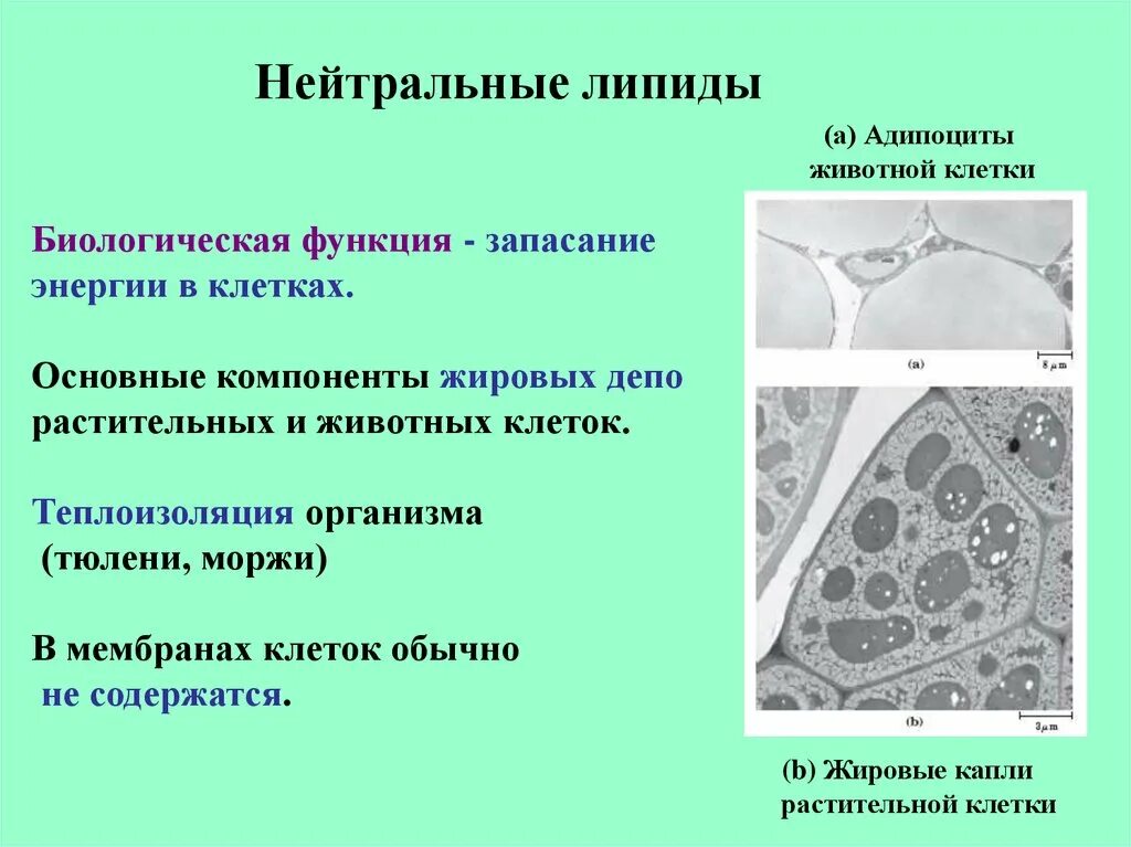 Запасающая форма липидов в организме. Запасающая функция липидов.