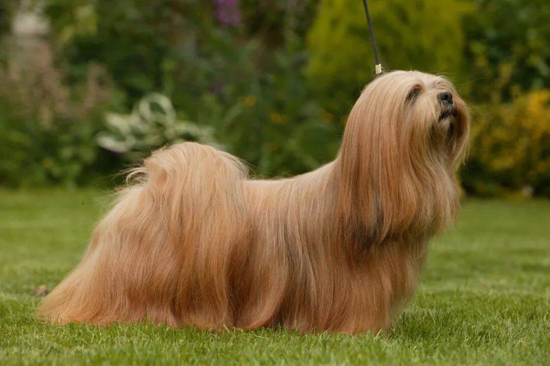 порода тибетский терьер. порода собак выведенная монахами 4 буквы. цанг апсо порода собак. лхаса апсо. лхасский терьер апсо.
