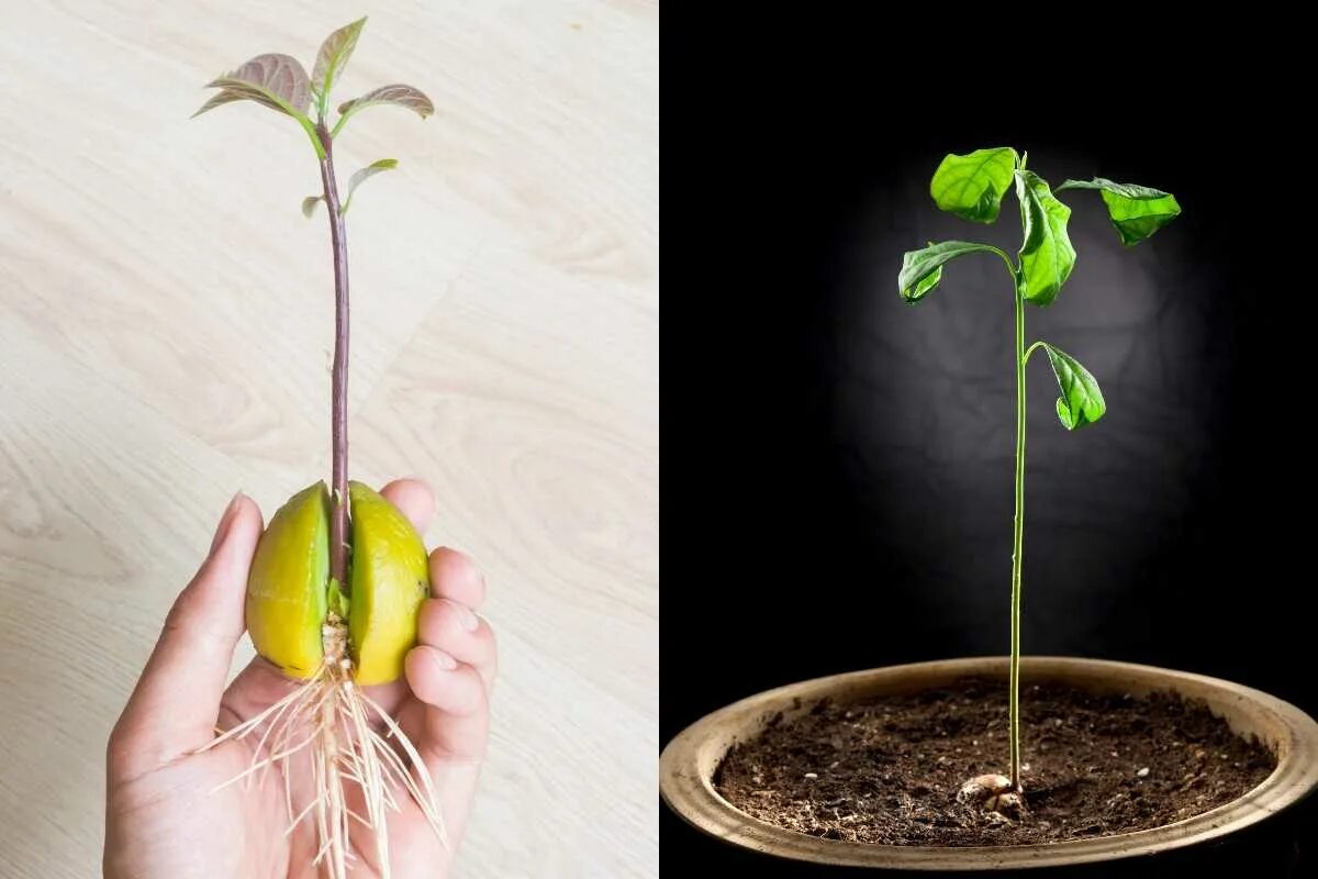 Как посадить семена дерева