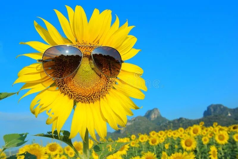 Kinder Brille Изображения: просматривайте стоковые фотографии, векторные изображ