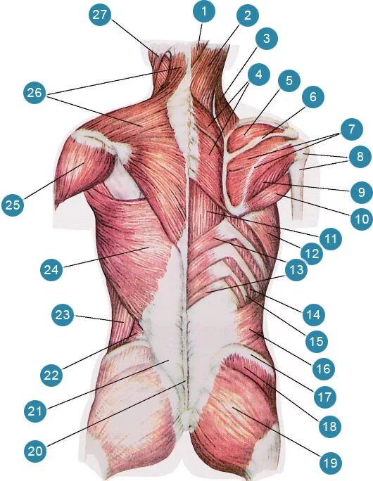 Поясница снизу. Мышцы спины Синельников. Анатомия спины человека мышцы и связки.
