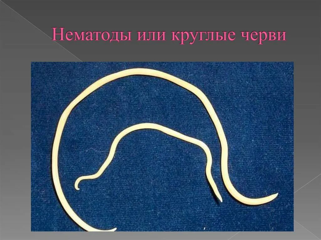 Круглые черви виды животных. Тип круглые черви нематоды. круглые гельминты,нематоды. круглые глисты нематоды. нематод круглых червей.