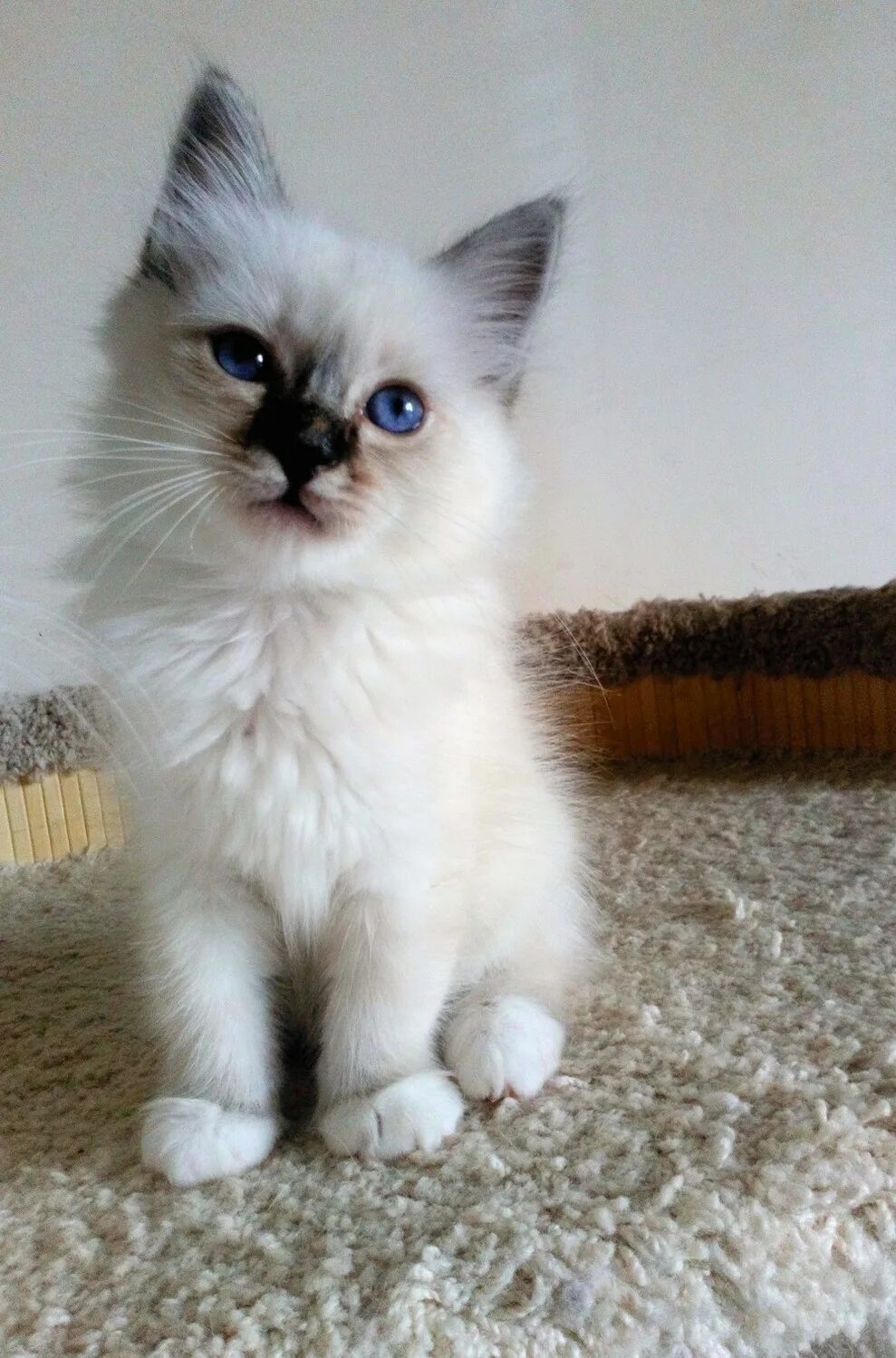 Взять котенка породистый