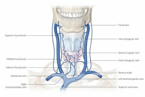 Internal face