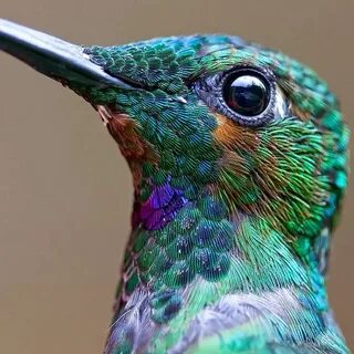 Вид глазами птицы