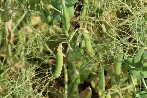 Pisum sativum pea