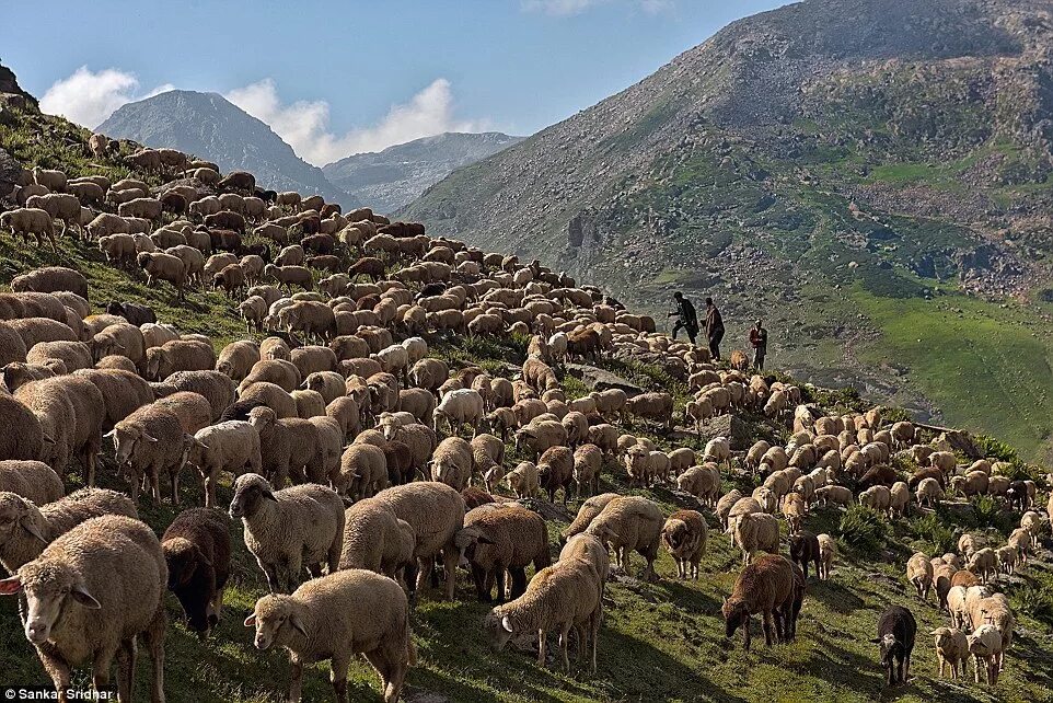 дагестанский чабан. чабан дагестан пастух. животноводство кавказа. животноводство кавказа. чабан пастух кавказ.
