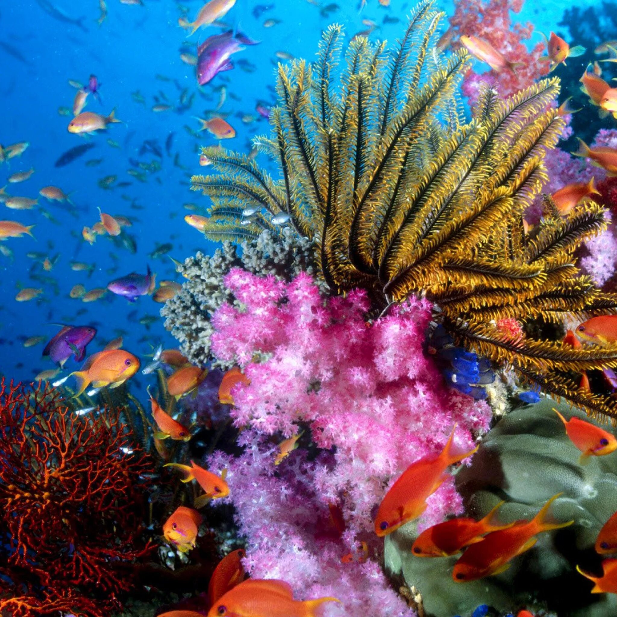 Морской мир россии. Рифы в океане. Красное море рыбы кораллы риф. Коралловый риф Лоо. Большой Барьерный риф рыбки.