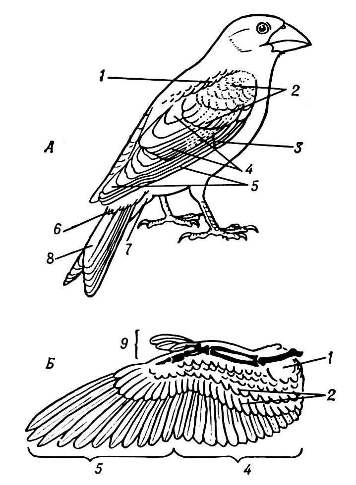 Оперение птиц строение. Места расположения пуховых и перьев на теле птицы. Маховые Крылья птиц.
