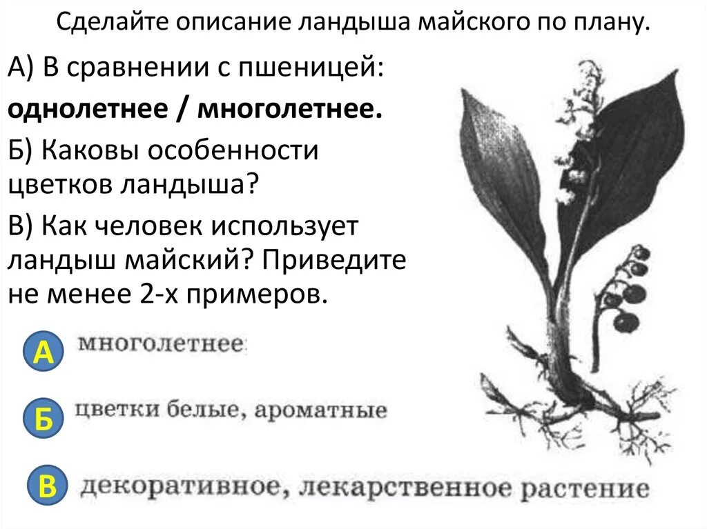 На рисунке изображены связи. Строение листа ландыша майского. Ландыш Майский внешнее строение. Форма листьев ландыша. Ландыш Майский форма листа.