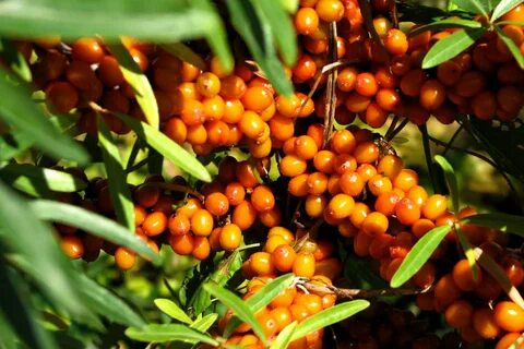 Hippophae rhamnoides