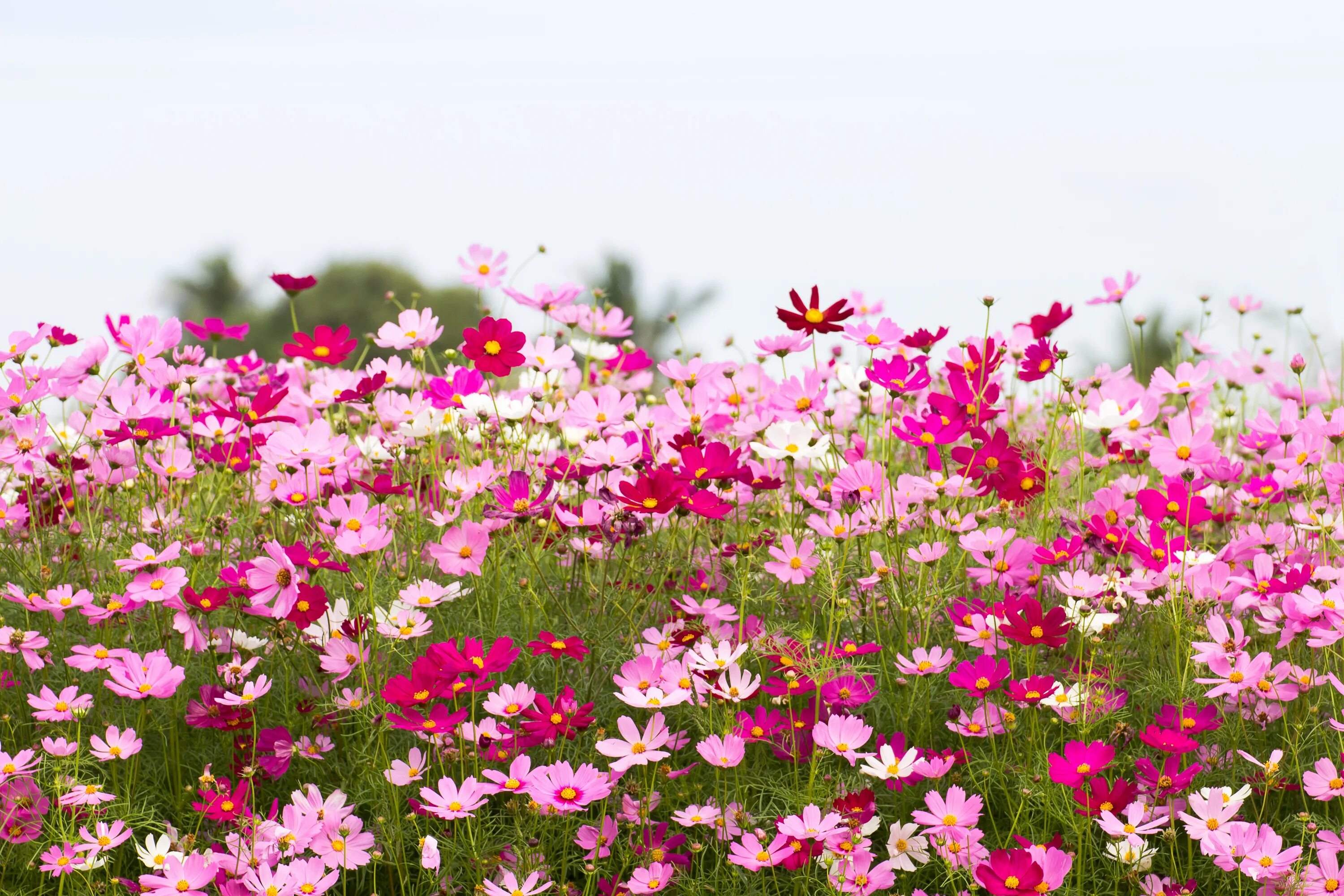 Космея поле. Космея поле Южная Корея. Летние цветы. Цветы летом. Лето цвет розовый