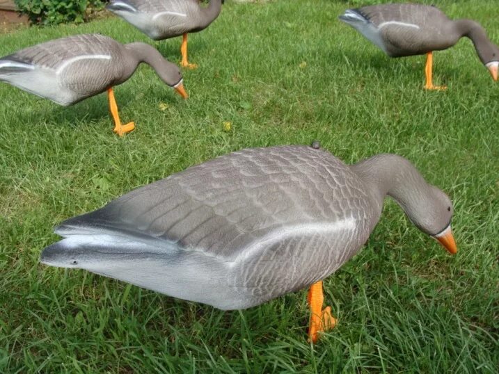 Чучела гусей софтпласт альфа. Гусь подсадной белолобый. Аквазон чучела уток. Чучела гусей нордвей 3д. Alfa softplast чучела уток кряква.