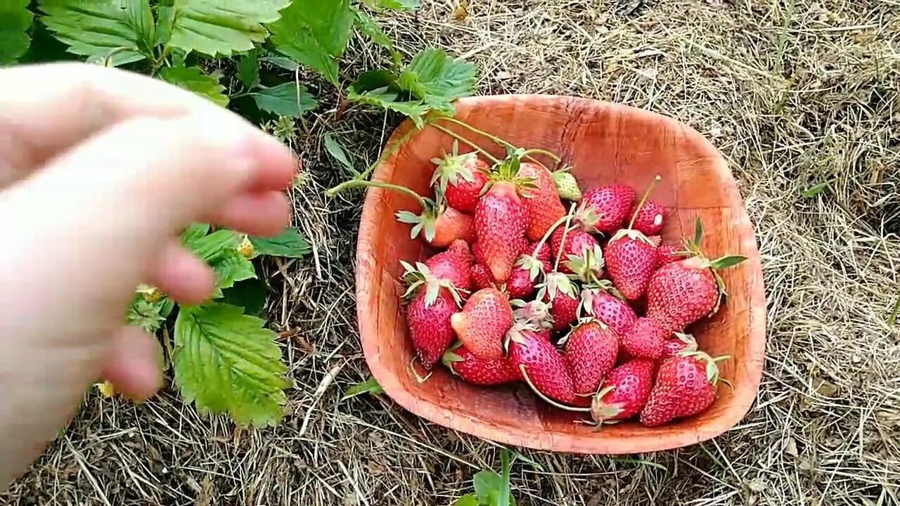Можно сажать клубнику рядом разные сорта
