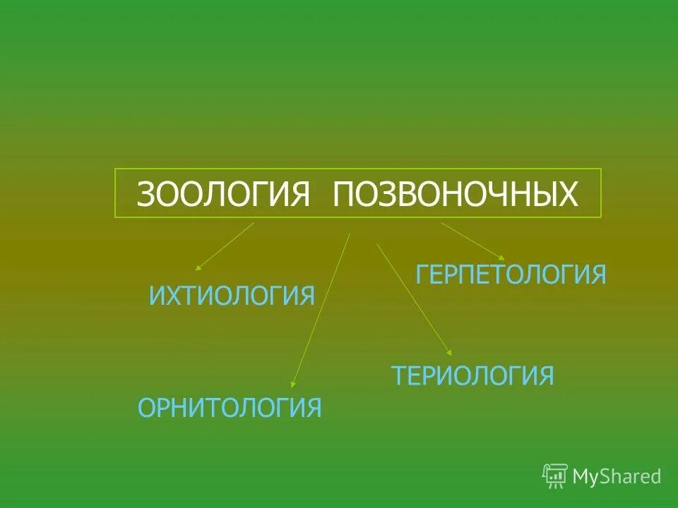 разделы биологии зоология. какой вид зоологии. названия наук в зоологии. современные разделы биологии. биологические дисциплины.