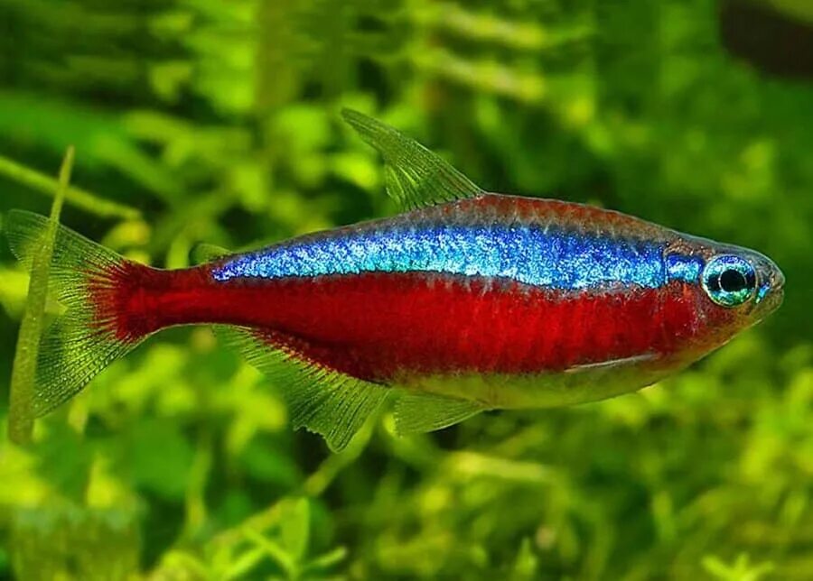 Неон голубой аквариумная рыбка. Красный неон рыбка. Рыбка макропод неоновая.