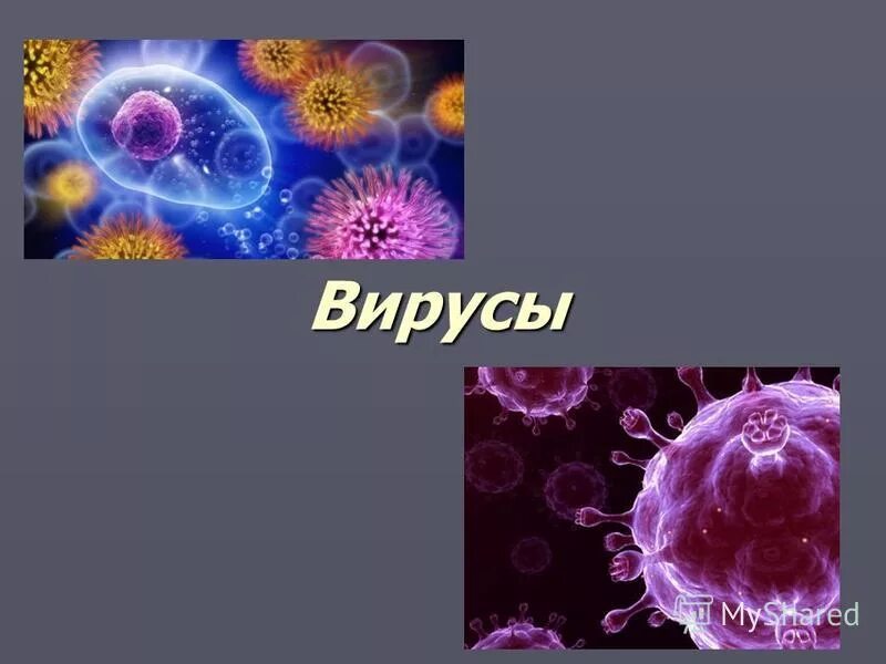тест по теме компьютерные вирусы. вирусные вопросы. вирусные вопросы. классификация вирусов таблица. вирусные вопросы.