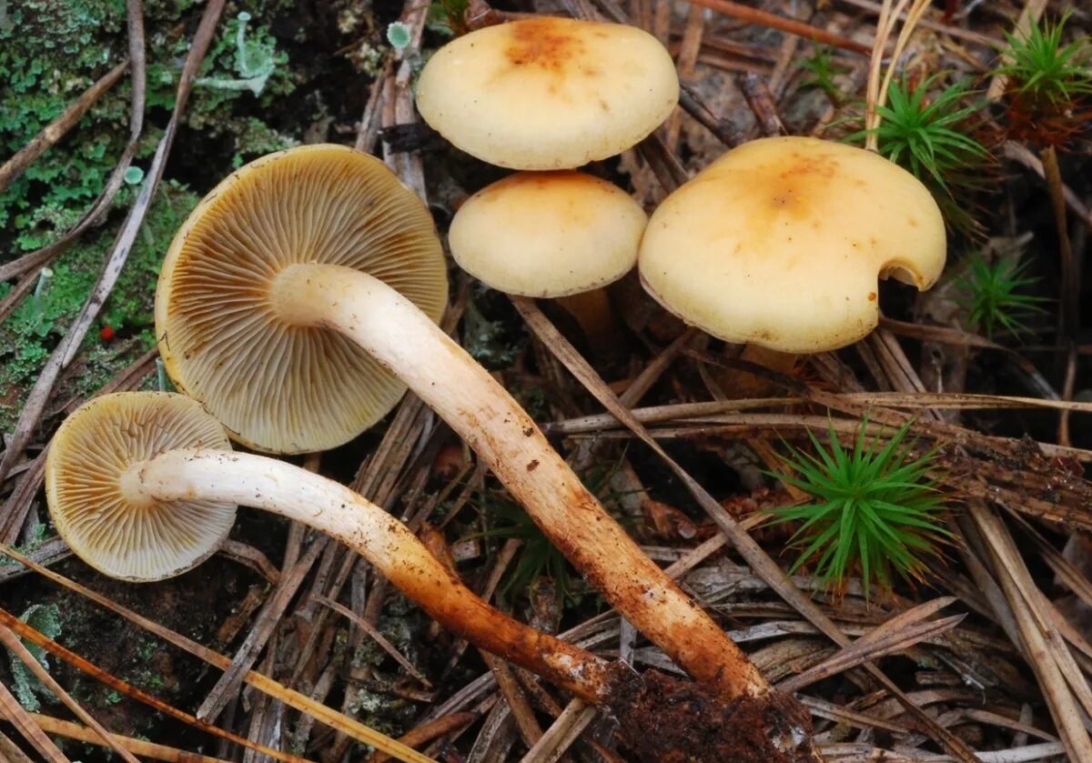 Опята трубчатые. Опенок серопластинчатый Hypholoma capnoides. Ложноопенок серопластинчатый (Hypholoma capnoides). Ложный опенок серопластинчатый (Hypholoma capnoides). Ложноопенок серопластинчатый, гифолома маковая.