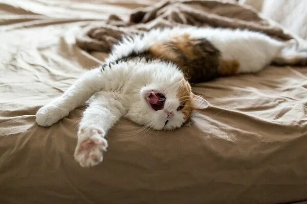 Pin by Stella on Животные Animals, Cats