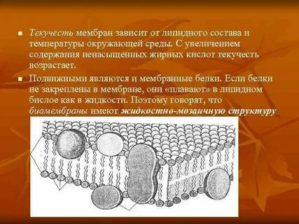 Жесткость мембраны клетки