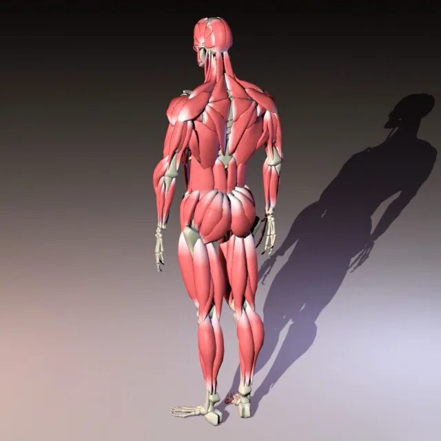 Мышцы 3д модель. Мышцы 3d. мышцы человека 3д модель. скелет человека с мышцами 3d модель. мускулатура человека 3д модель.